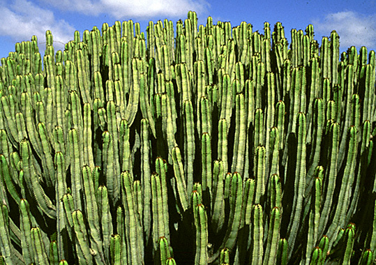 A small forest of cactuses at Gran Canaria