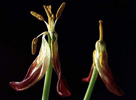 Another view of two old tulips