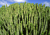 Cactees