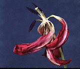Tulip #4