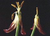 Two tulips