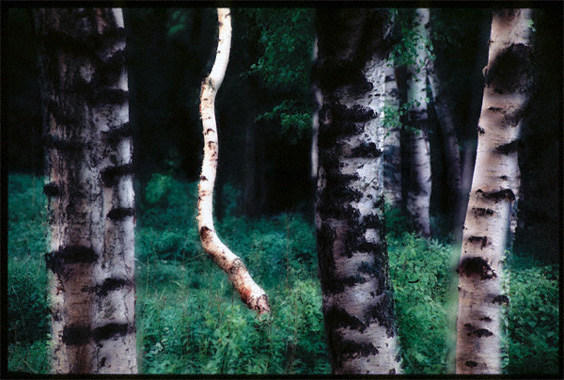 A sandwich of two images of the birches with different focusing