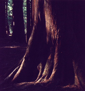 An old Tuija tree at northern part of �land