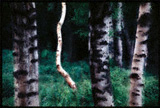 Mysterious birches
