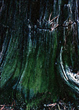 Green stump