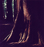 Old Tuija tree